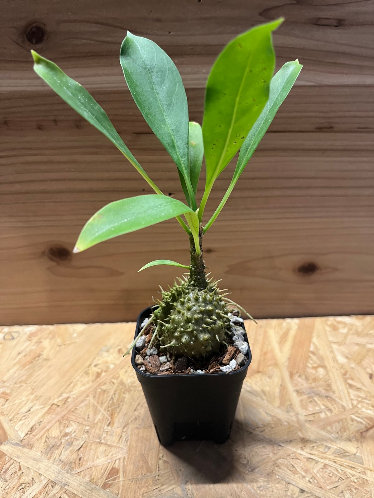 ミルメコディア ツベローサ パプアナ | GREEN LUCK