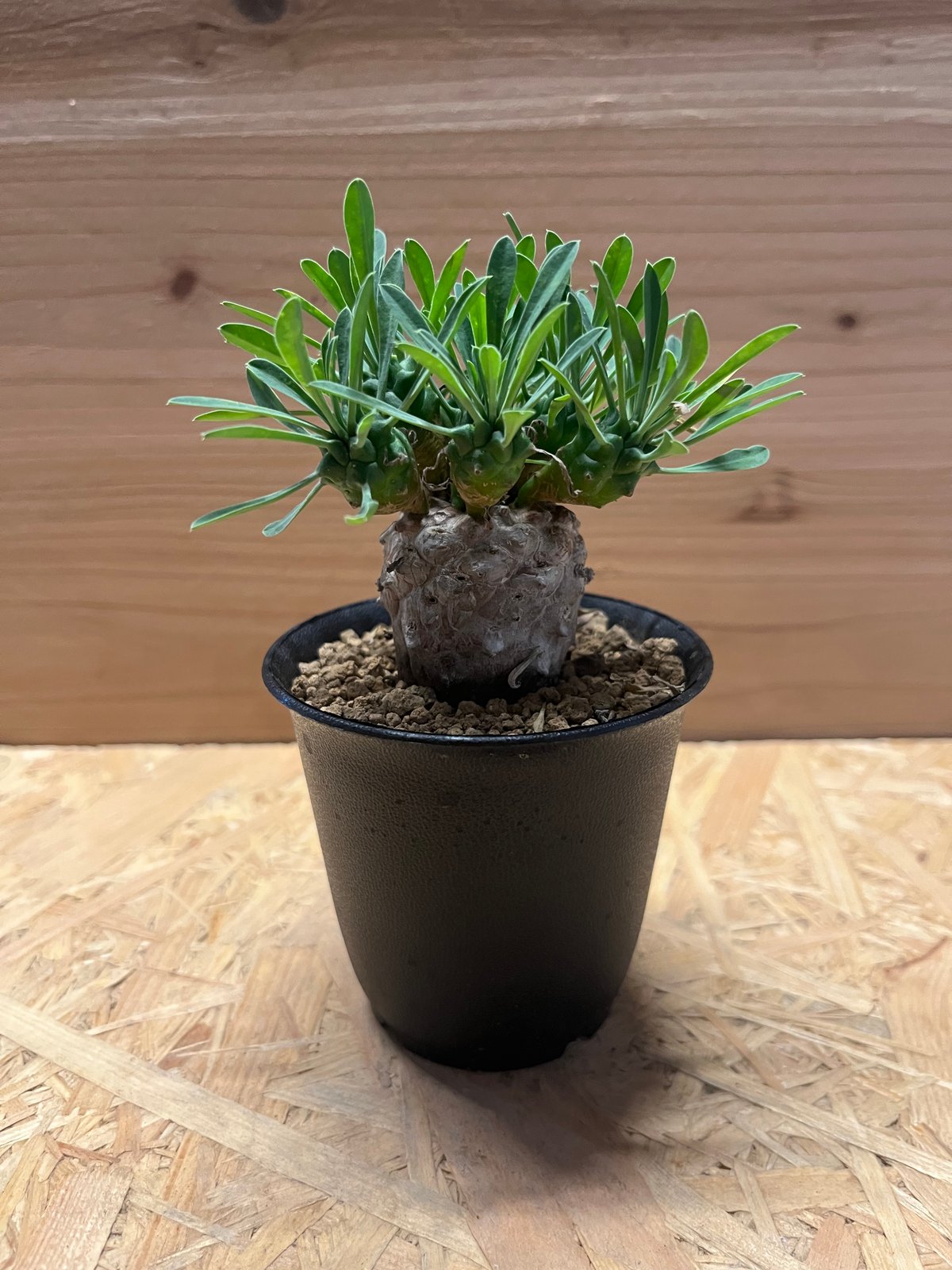 ユーフォルビア　峨眉山 ユーフォルビア 峨眉山 | GREEN LUCK