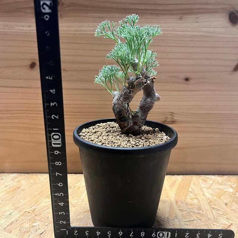 モモイロインコのお昼寝　モンソニア ムルチフィダ　大株 モモイロインコのお昼寝様専用 モンソニア ムルチフィダ 大株