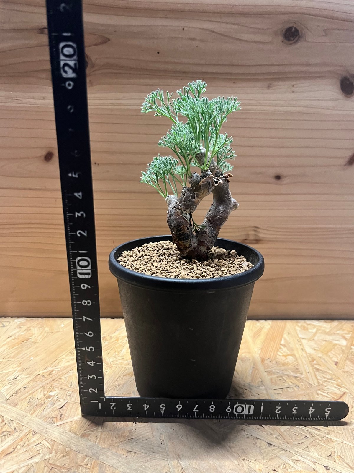 モンソニア ムルチフィダ | GREEN LUCK