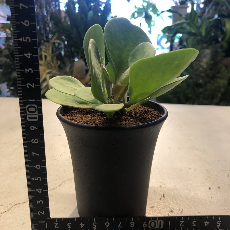 オトンナ アルミアナ 実生 | GREEN LUCK