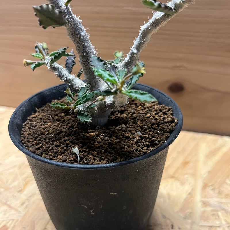 ユーフォルビア カプサインテマリエンシス | GREEN LUCK