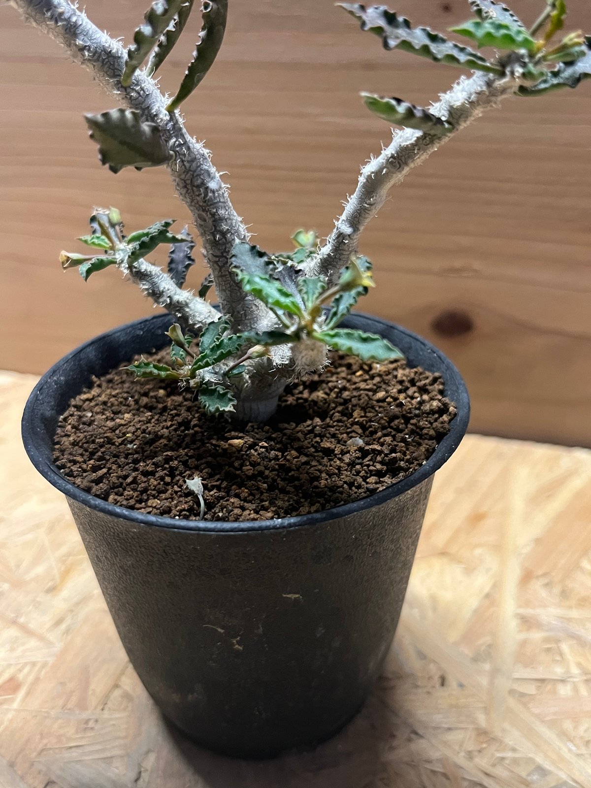 ユーフォルビア カプサインテマリエンシス | GREEN LUCK