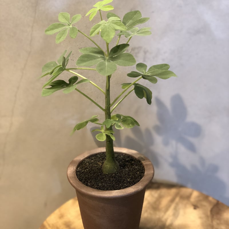 アデニア グラウカ実生×伝市鉢 | GREEN LUCK