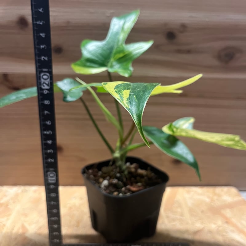 フィロデンドロン フロリダビューティー | GREEN LUCK