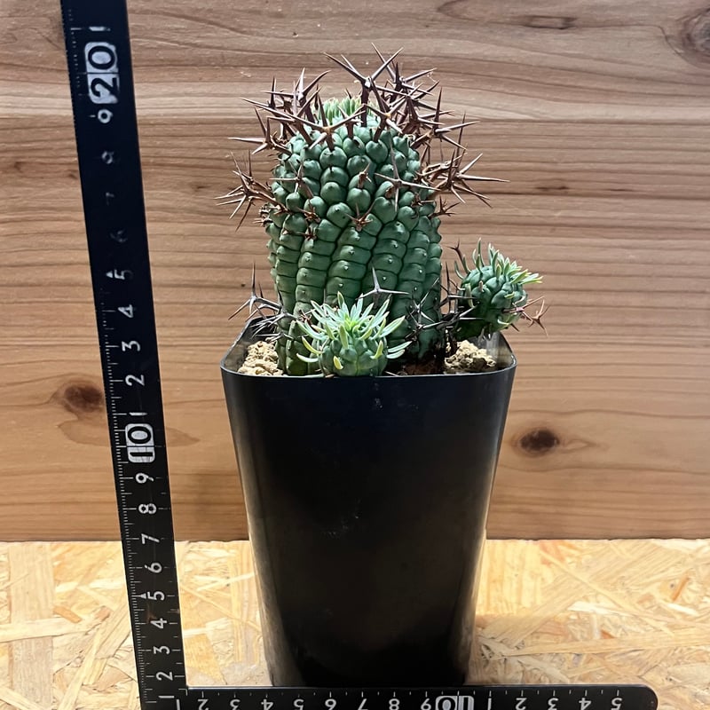 ユーフォルビア ステリスピナ 群星冠 | GREEN LUCK