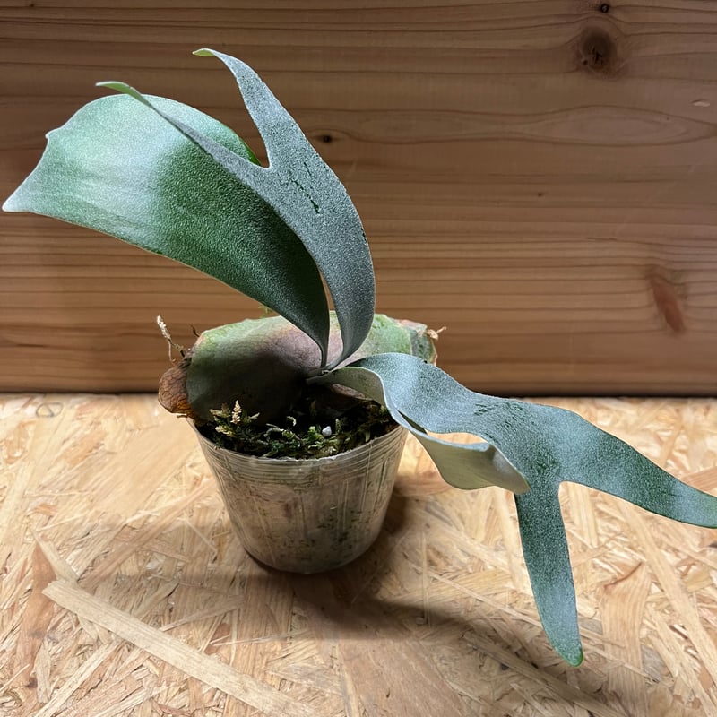 【親株販売】ビカクシダE-1 OC / P.bifur sp white/白ビフ ビカクシダ E-1 白ビフ sp.White | GREEN LUCK