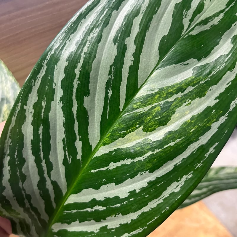 アグラオネマ ニティドゥム カーティシー アグラオネマ ニティドゥム カーティシー | GREEN LUCK