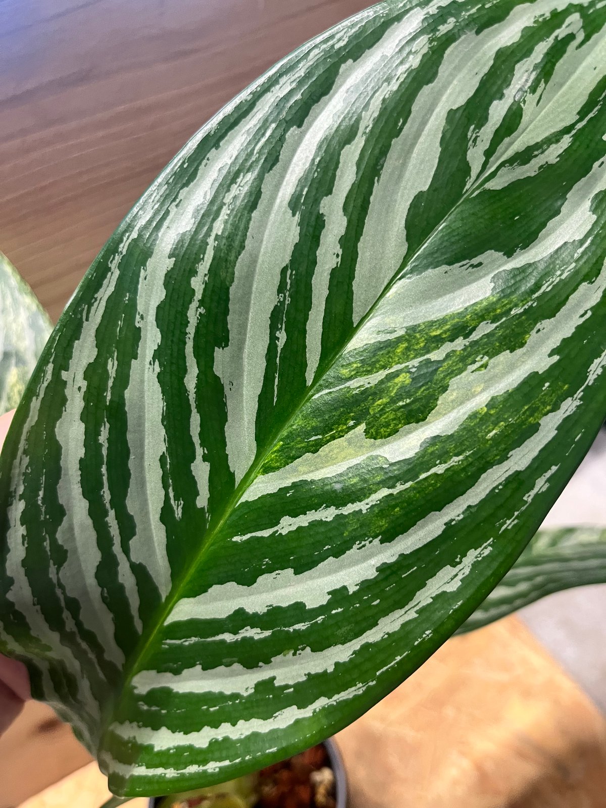 アグラオネマ ニティドゥム カーティシー 斑入り | GREEN LUCK