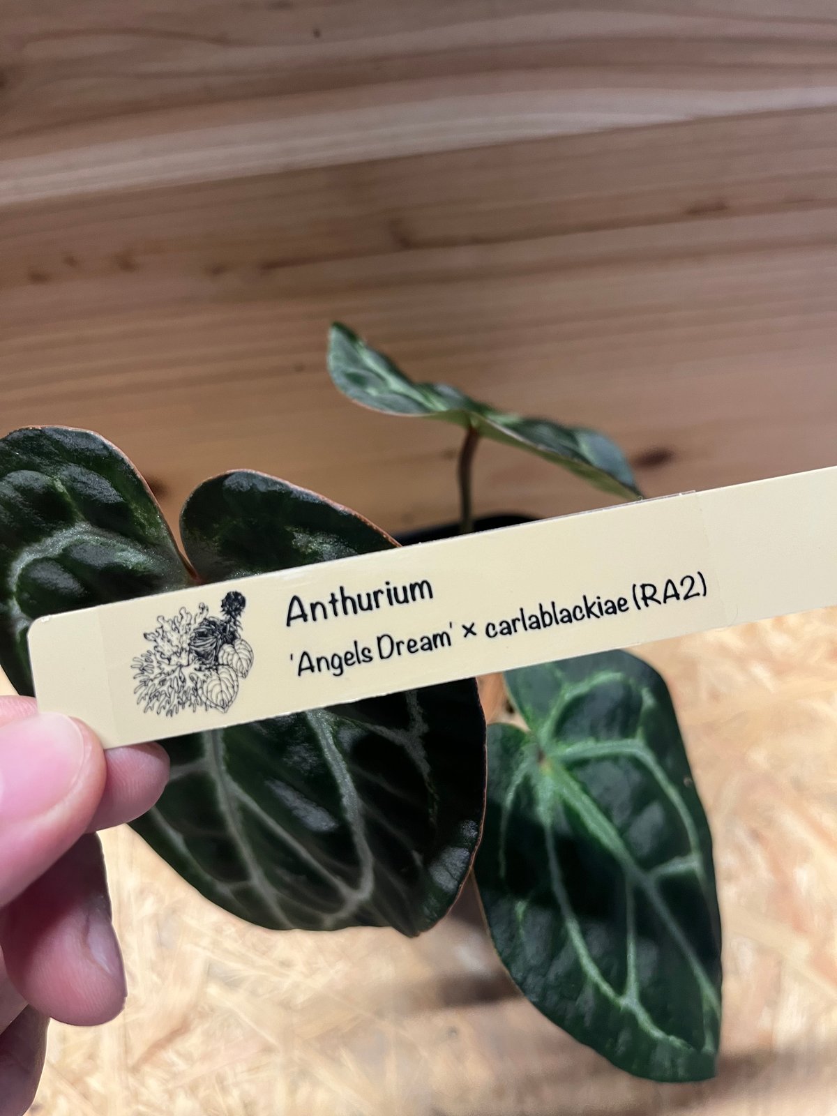 アンスリウムCarlablackiae×crystallinum 速達発送 Anthurium carlablackiae / アンスリウム カーラブラッキアエ