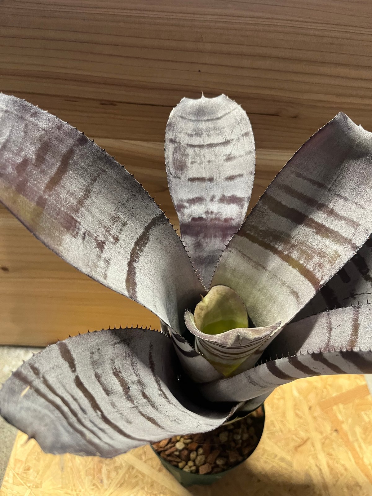 エクメア　チャンティニー　ブラックアイス エクメア チャンティニー ブラックアイス 2 Aechmea chantinii CV