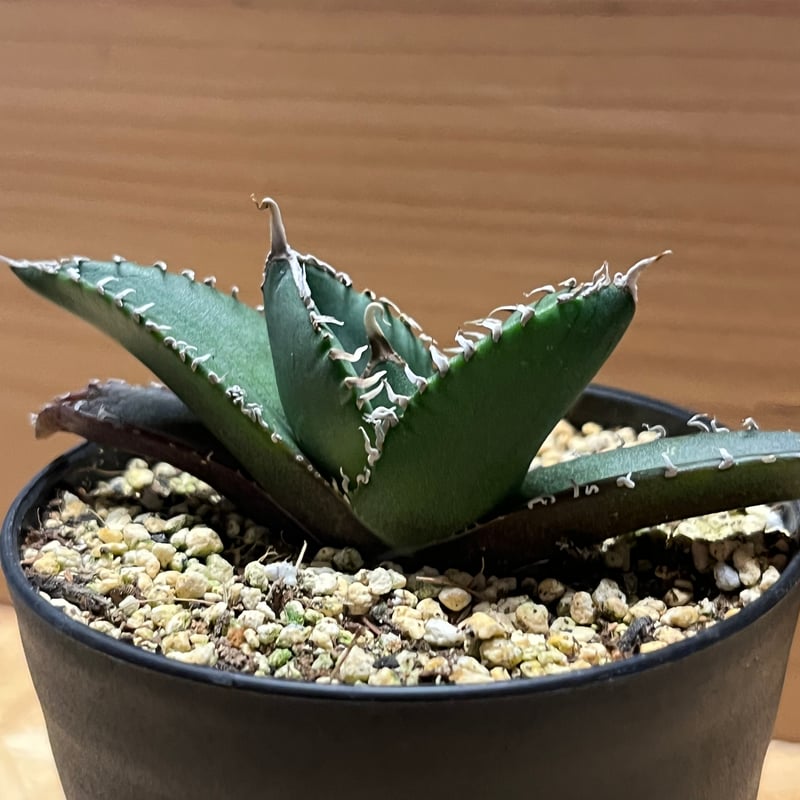 アガベ チタノタ 南アフリカダイヤモンド SADメリクロン | GREEN LUCK