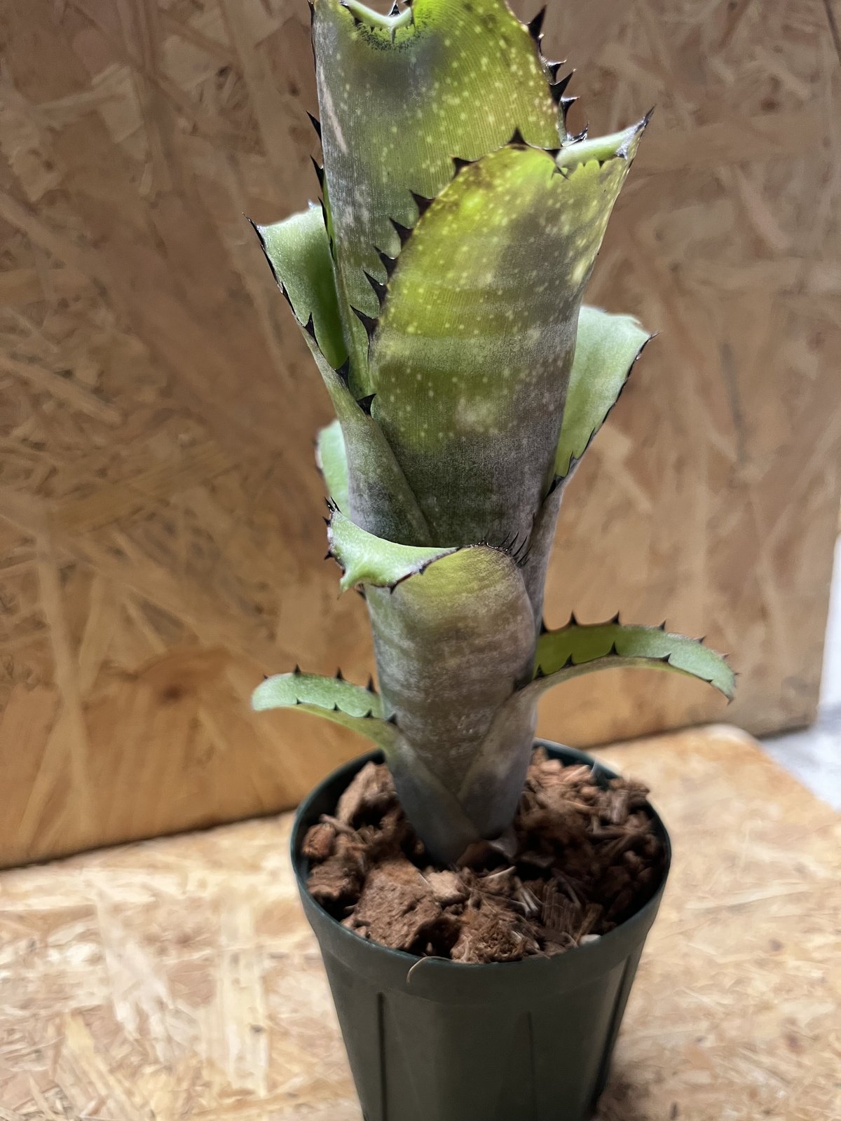 ビルベルギア　カハカイ ビルベルギア カハカイ | GREEN LUCK