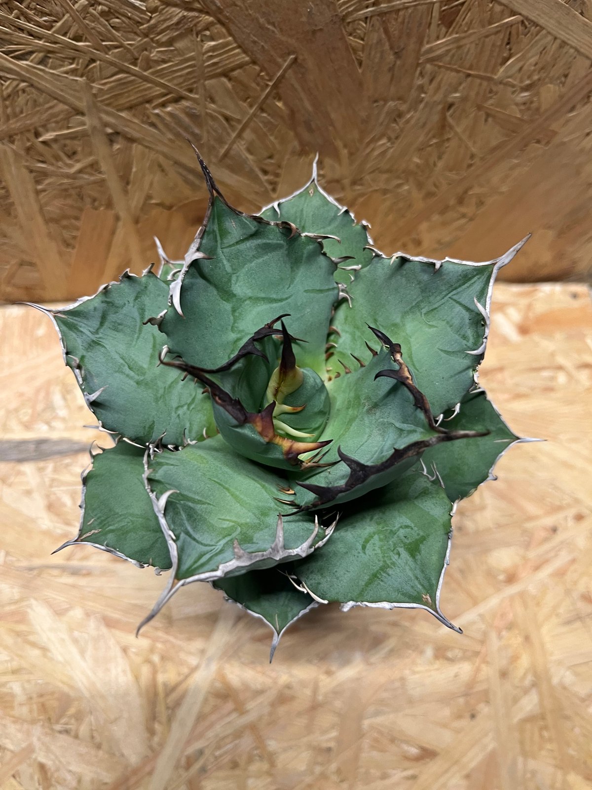 アガベ チタノタ 覇王竜 | GREEN LUCK