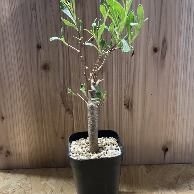 オトンナ ロバタ | GREEN LUCK