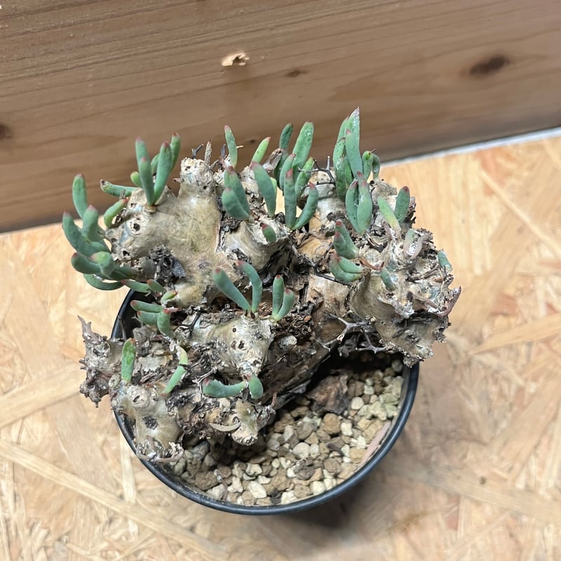 チレコドン レティキュラーツス 万物想 | GREEN LUCK