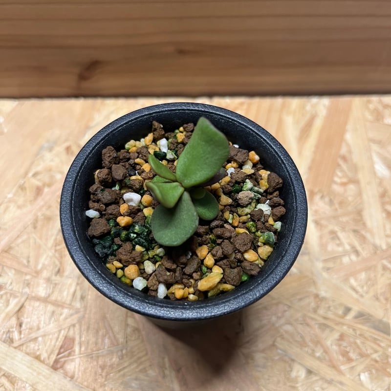 ケラリア ピグマエア 実生 | GREEN LUCK