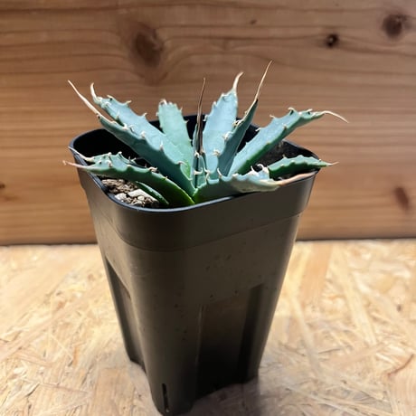 アガベユタエンシスエボリスピナ | STORES