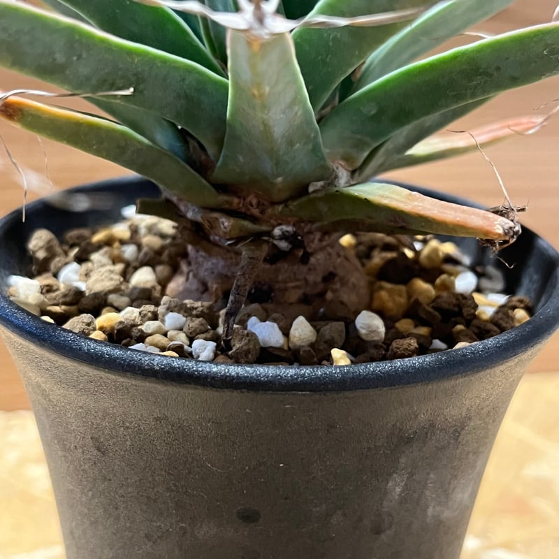 レウクテンベルギア プリンキピス 晃山 | GREEN LUCK