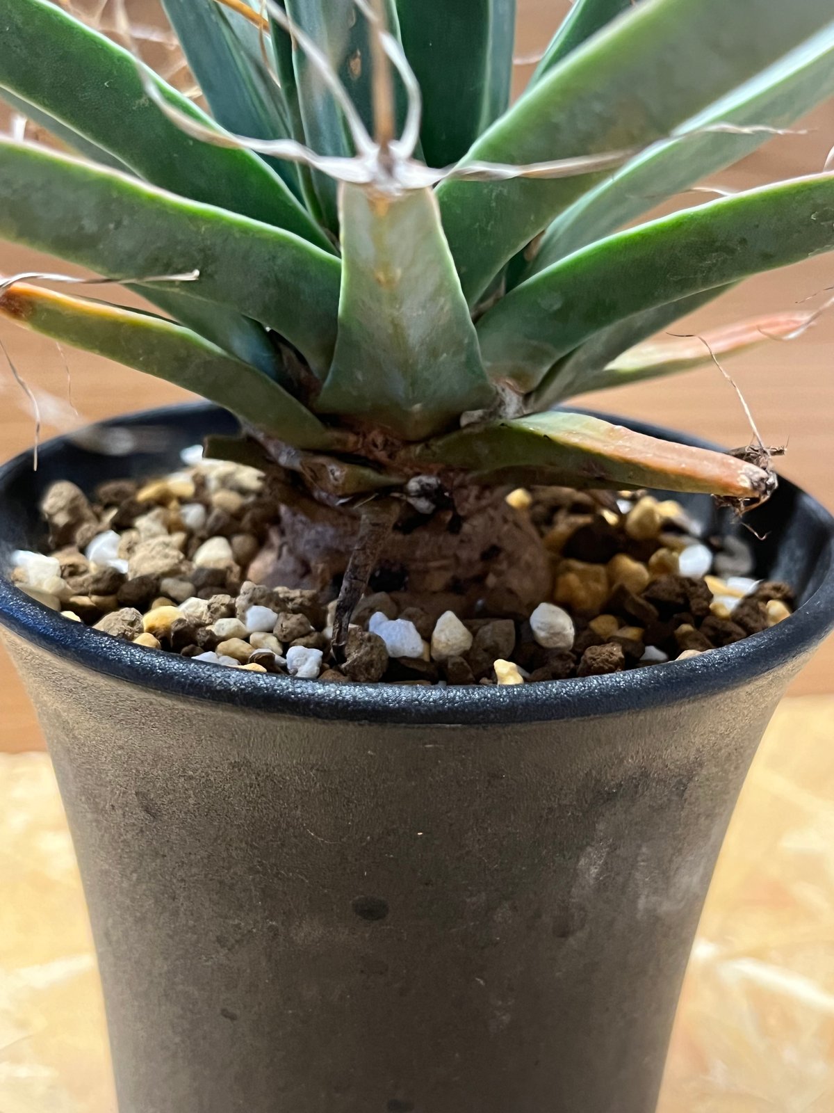 レウクテンベルギア プリンキピス 晃山 | GREEN LUCK