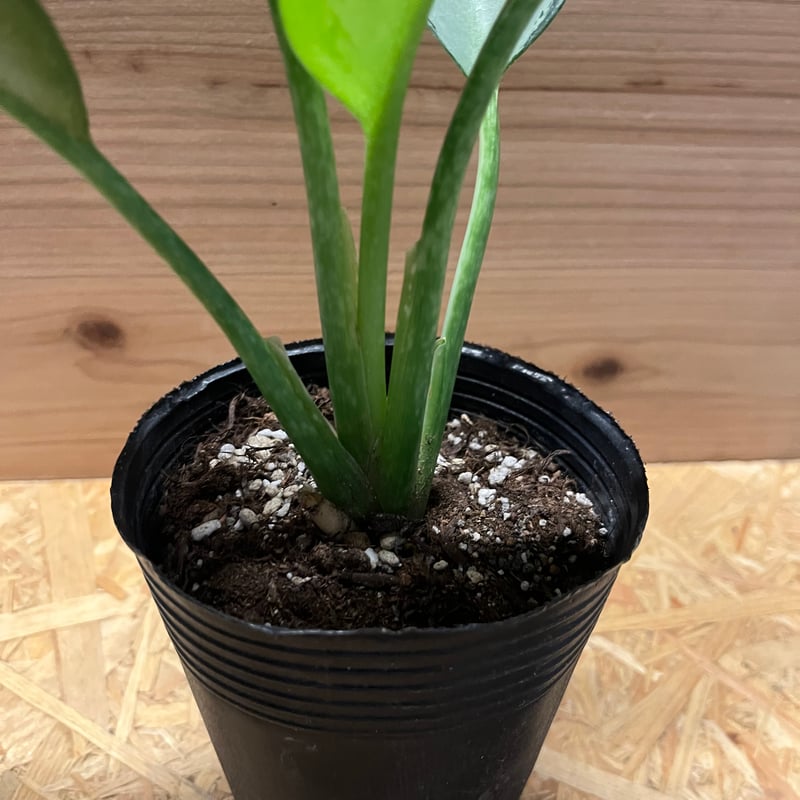 アグラオネマ オオサカブラック | GREEN LUCK