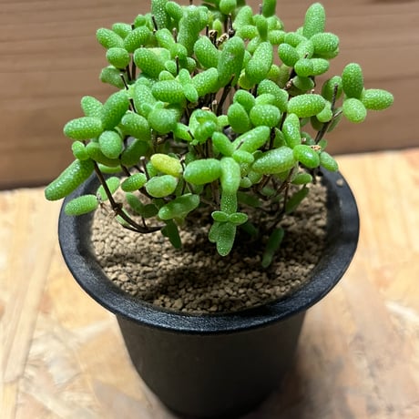 ドロサンテマム　エブレネウム　蜜橘
