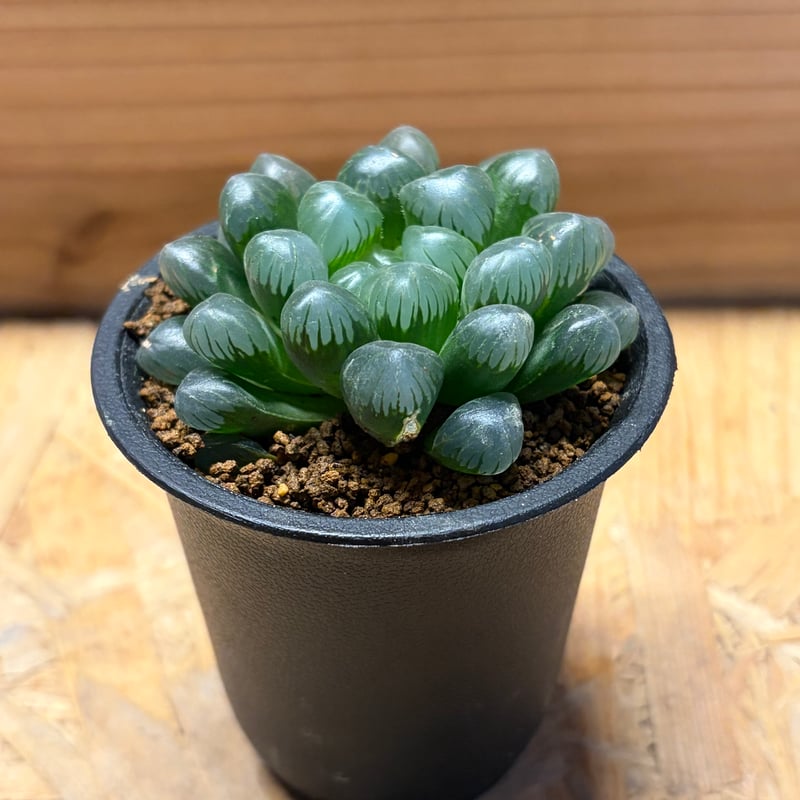 ハオルチア 紫オブツーサ | GREEN LUCK