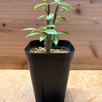 フォークイエリア　ファシクラータ
