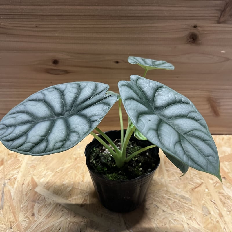 アロカシア シルバードラゴン | GREEN LUCK