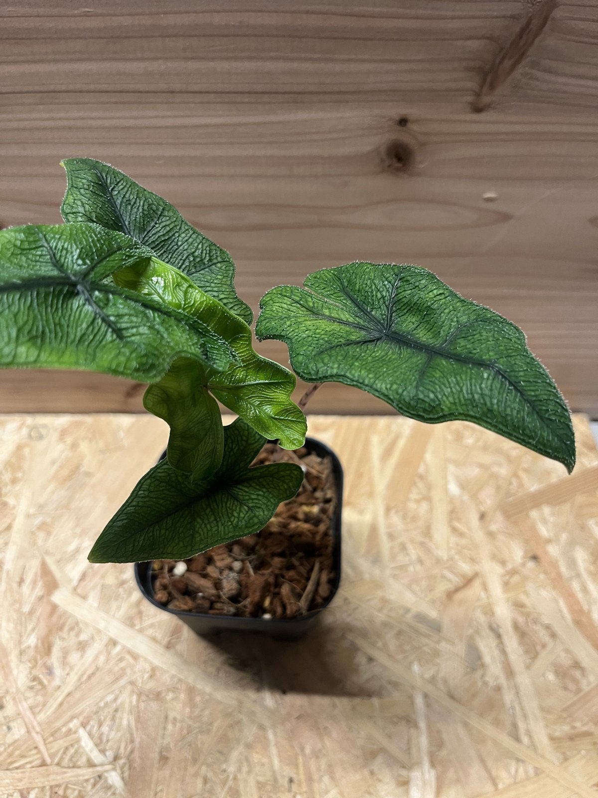 アロカシア ジャクリン | GREEN LUCK