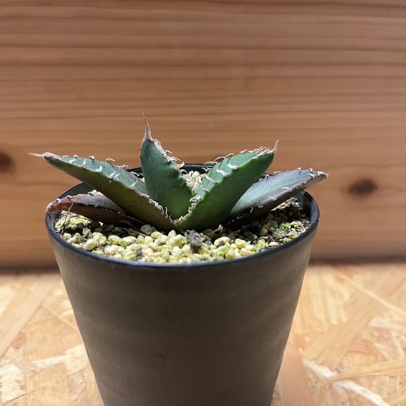 アガベ チタノタ 南アフリカダイヤモンド SAD メリクロン | GREEN LUCK