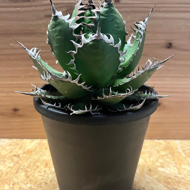 アガベ ホリダ | GREEN LUCK