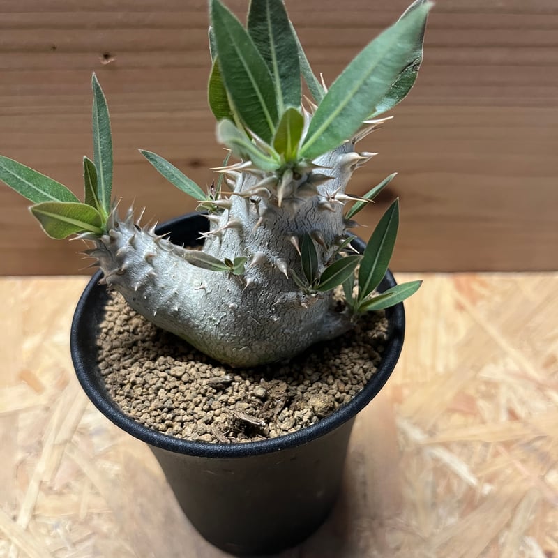 パキポディウム ロスラーツム | GREEN LUCK