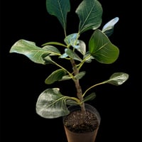 アンスリウム クエレマレンセ | GREEN LUCK