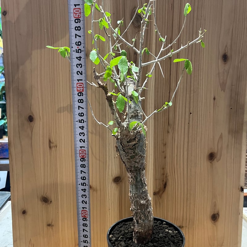 コミフォラ エミニー | GREEN LUCK