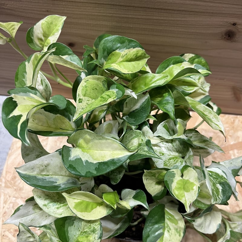 ポトス　グローバル 園芸ネット本店｜ポトス：グローバル 4号鉢入り* の通販【公式】