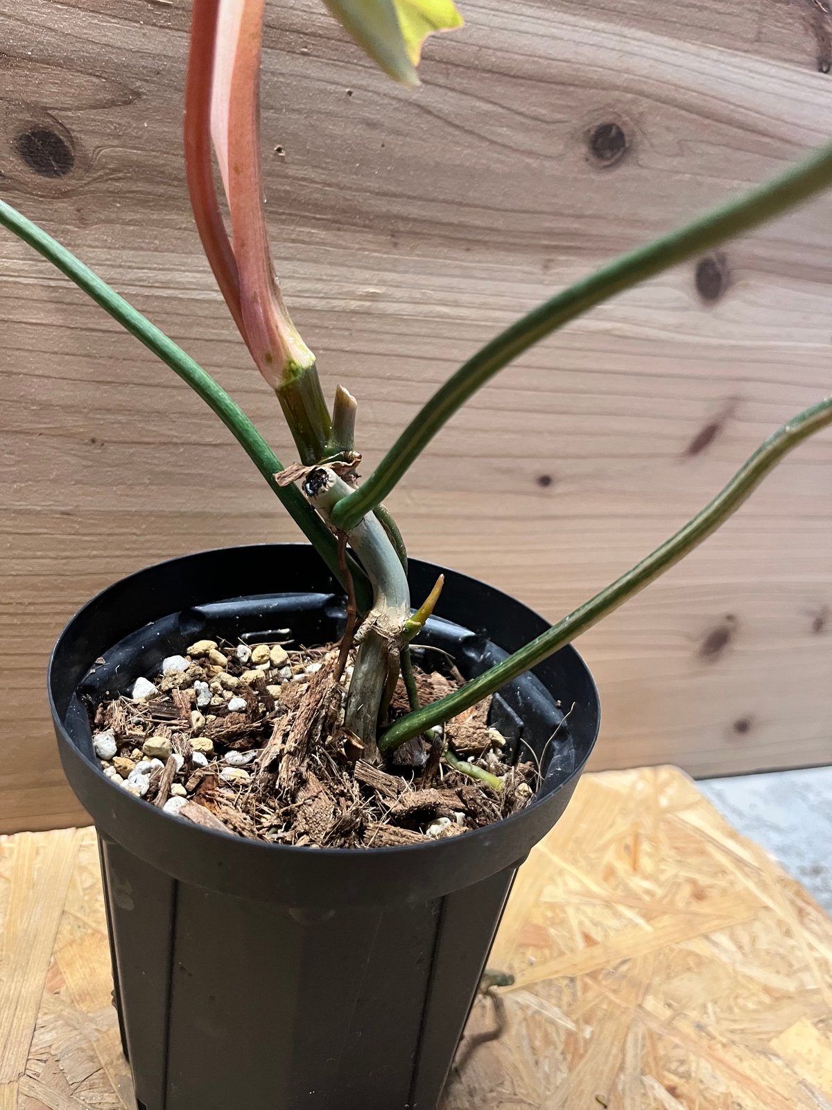 フィロデンドロン 'キティナ' （フロリダビューティー×マヨイ