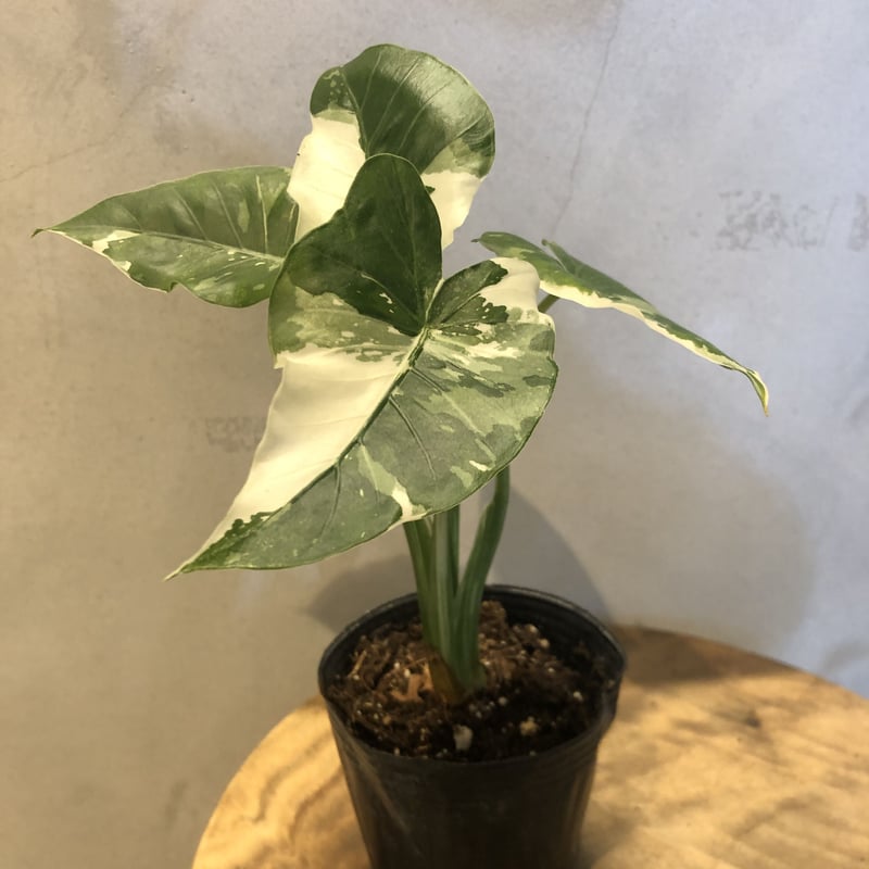 斑入り クワズイモ アロカシア オドラ | GREEN LUCK 斑入り クワズイモ アロカシア オドラ | GREEN LUCK