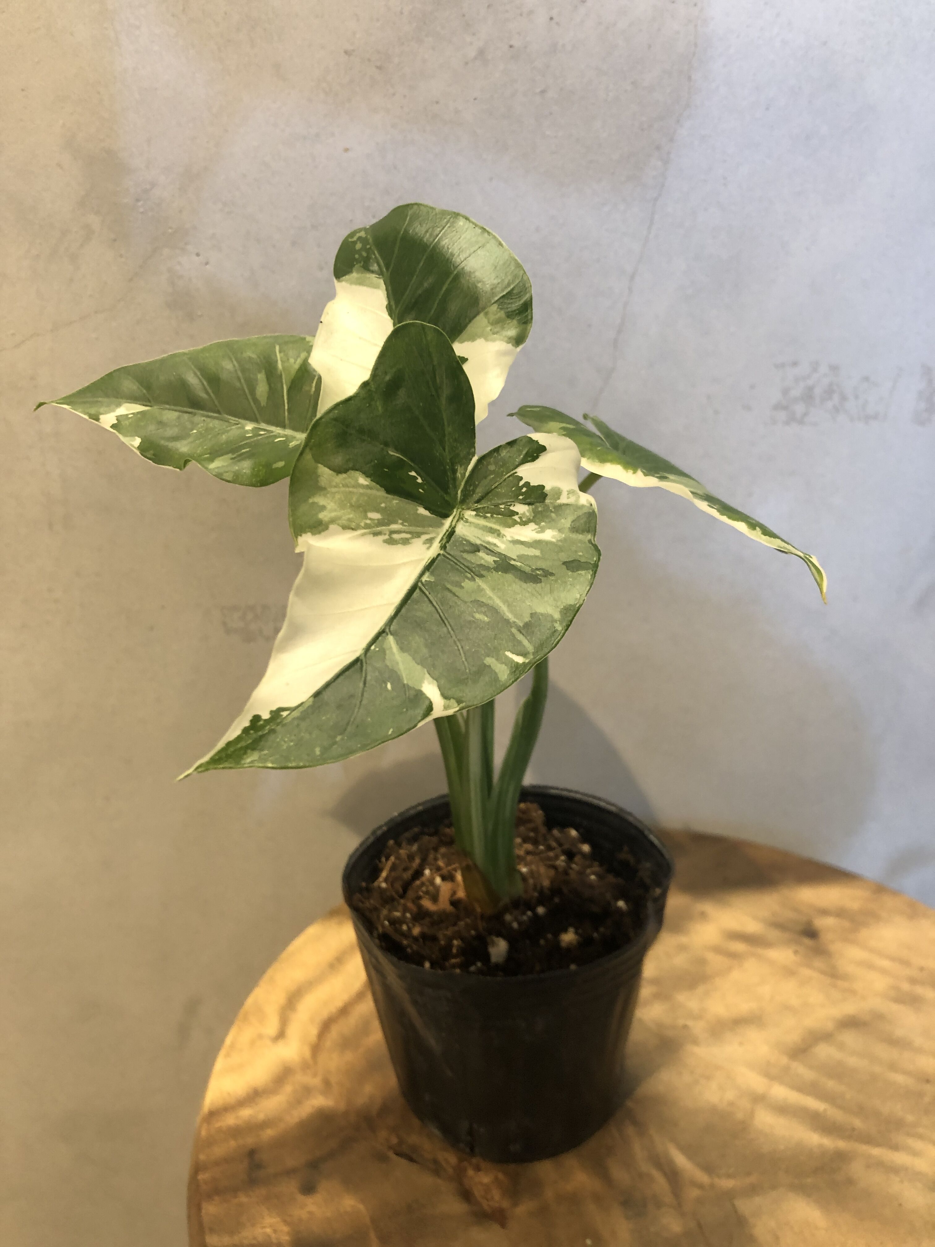 アロカシア オドラ 斑入り 観葉植物 original