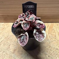 ペペロミア 'ストロベリークォーツ' | GREEN LUCK