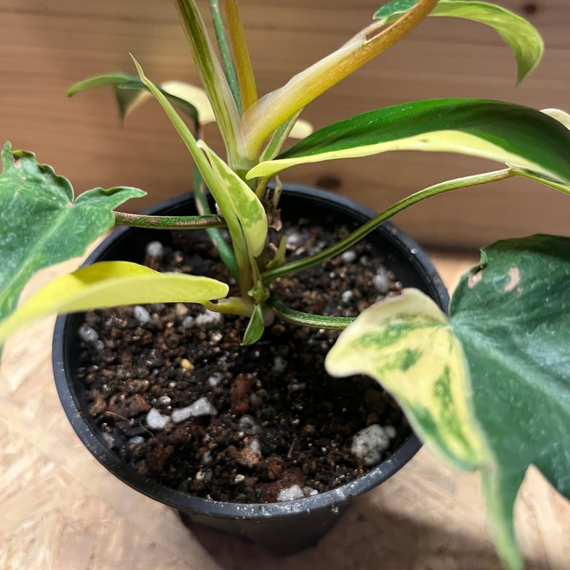 フィロデンドロン フロリダビューティー | GREEN LUCK