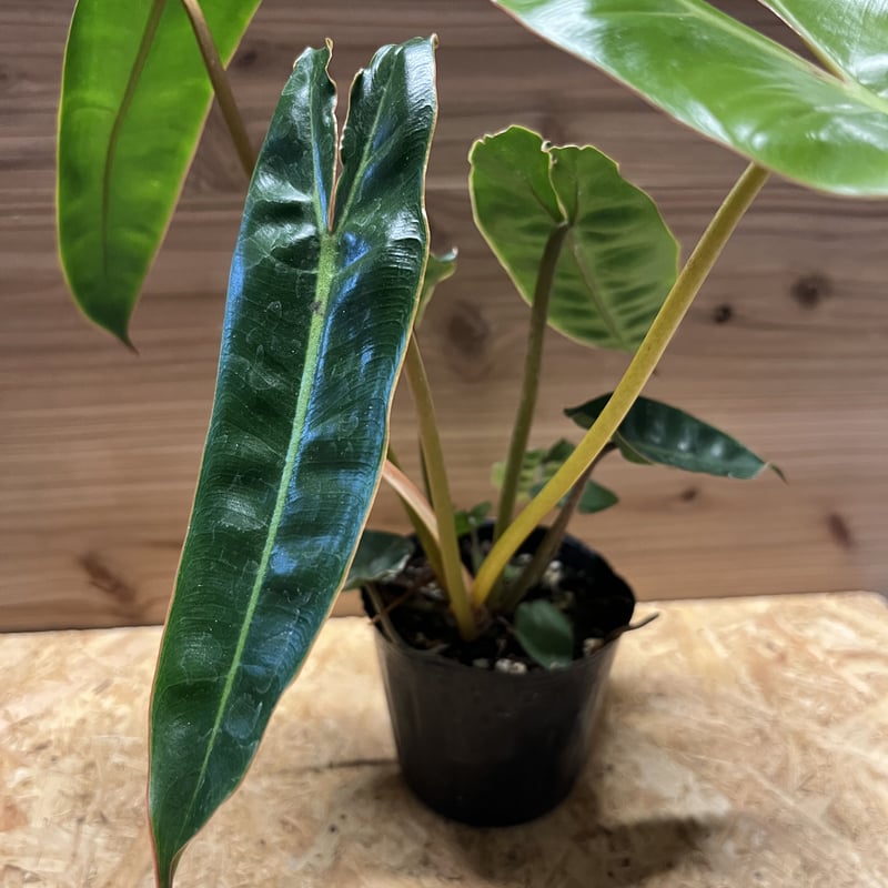 フィロデンドロン ビレッティアエ | GREEN LUCK