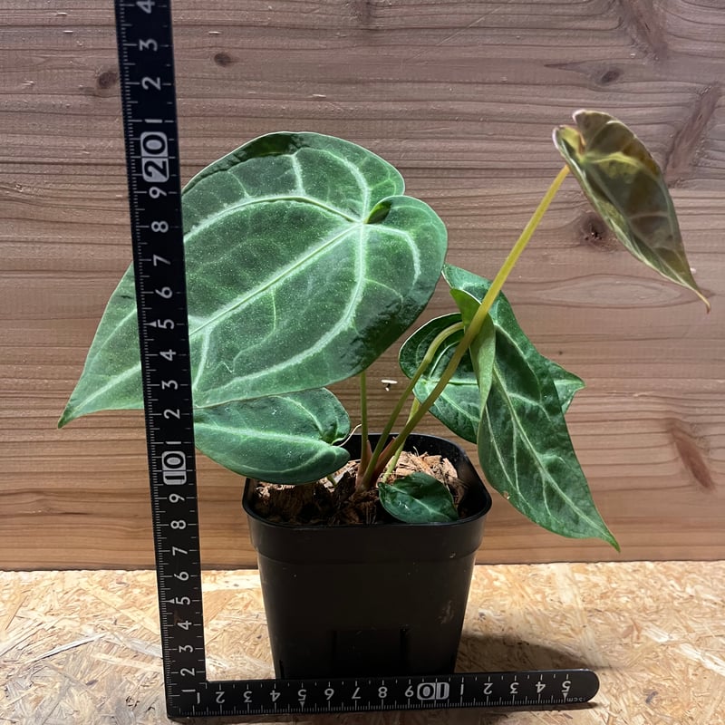 アンスリウム マグニフィカム | GREEN LUCK