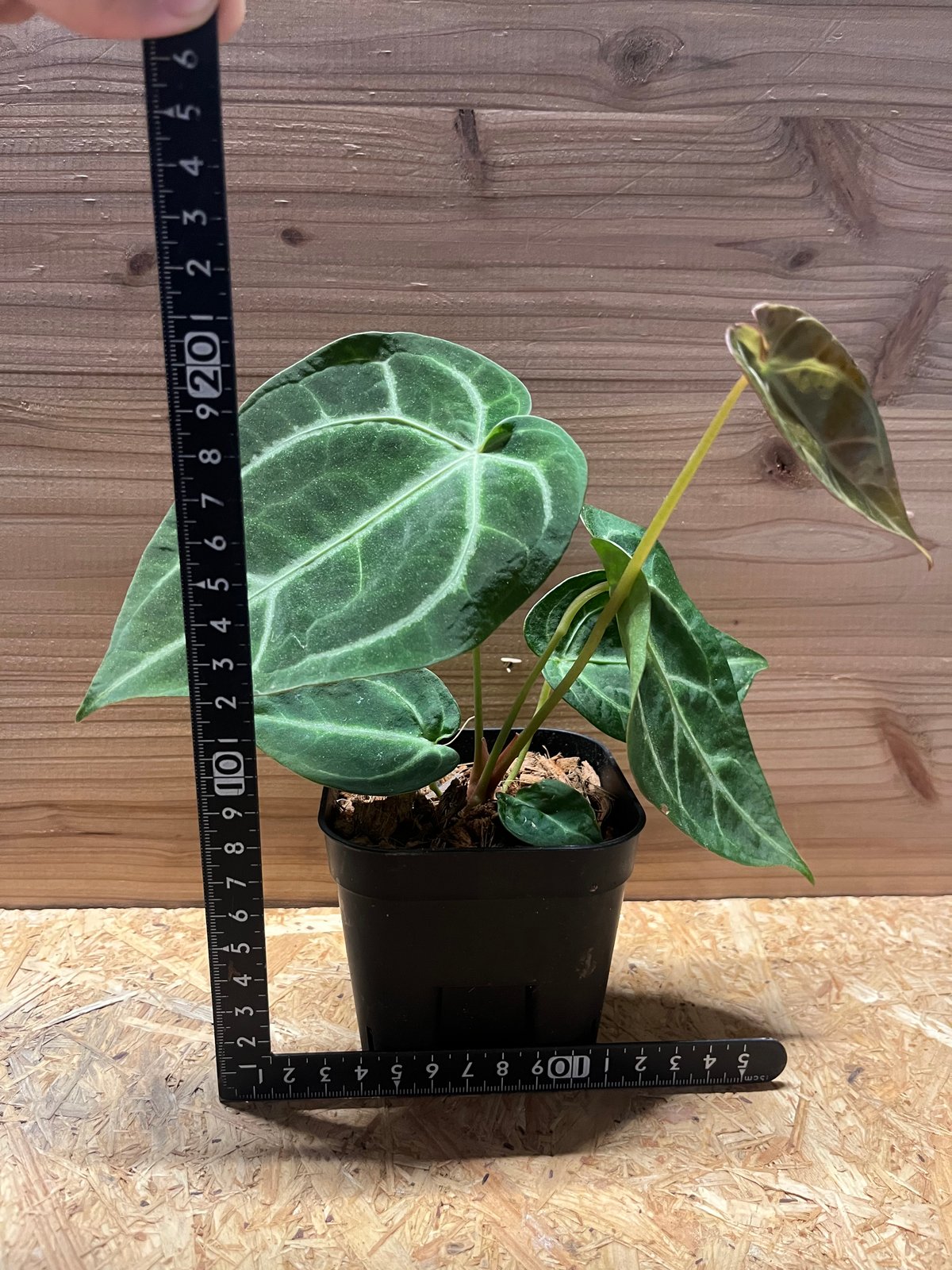 アンスリウム　マグニフィカム Anthurium Magnificum/アンスリウム マグニフィカム | GREEN SUP