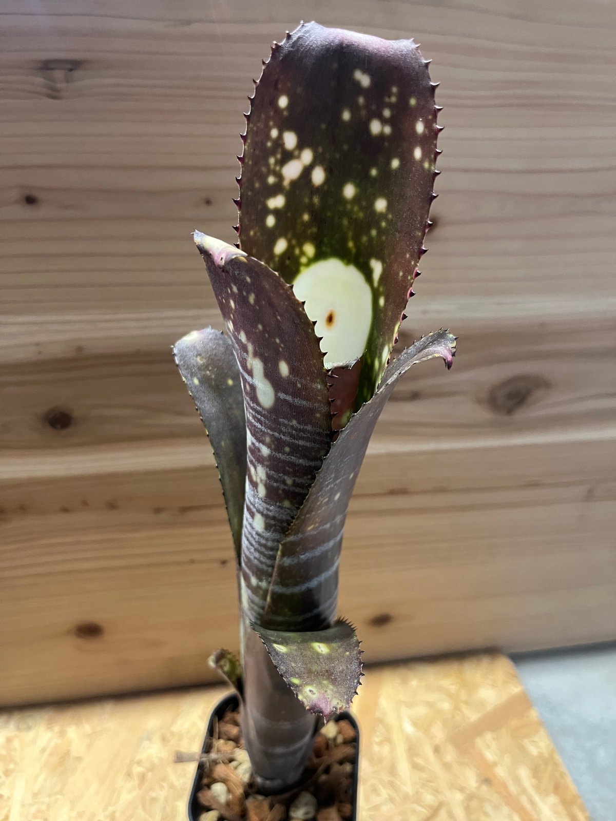 ビルベルギア・ミッドナイトサン Billbergia 'Midnight Sun'（ビルベルギア ミッドナイトサン）の育て方