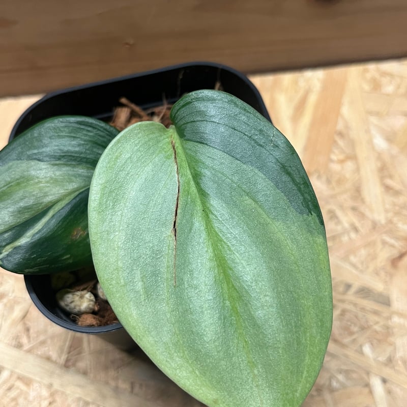 スキンダプサス ルビコン シルバーオンシルバー | GREEN LUCK