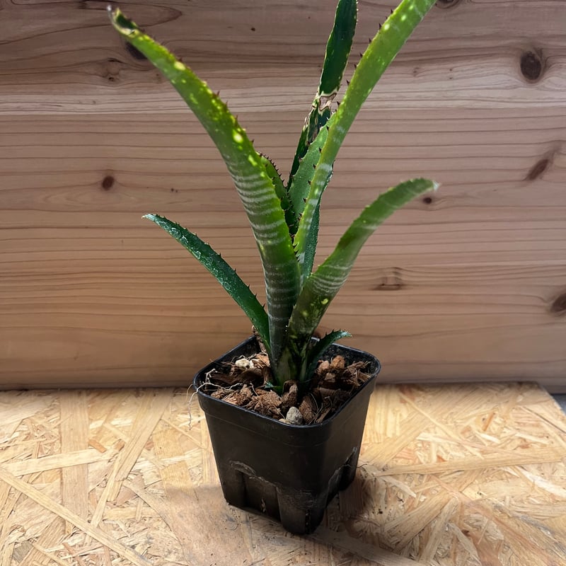 ビルベルギア ブラボー | GREEN LUCK