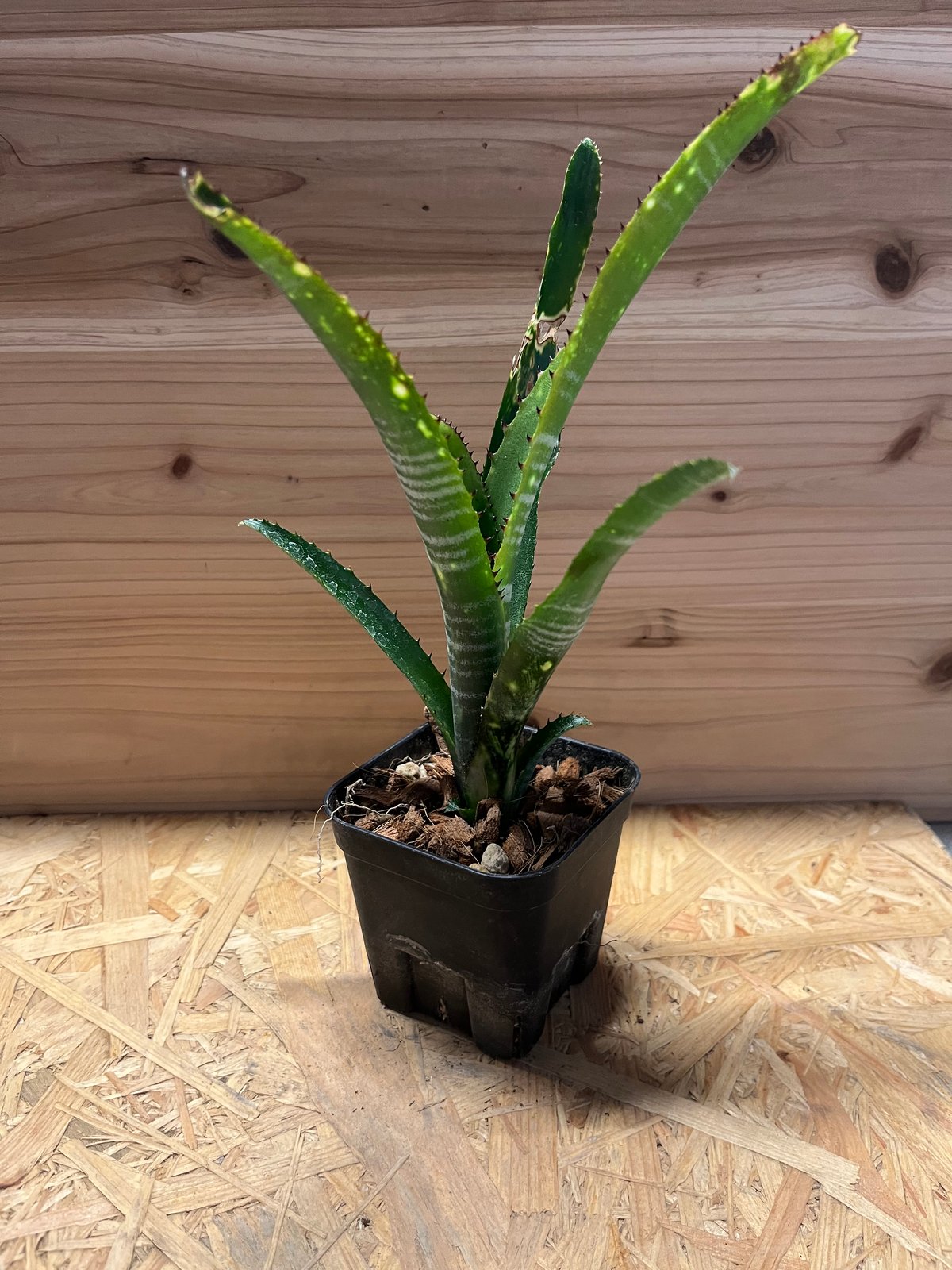 ビルベルギア ブラボー | GREEN LUCK