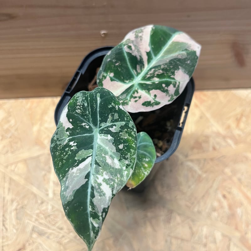 アロカシア ブラックベルベット ピンクバリエガータ | GREEN LUCK