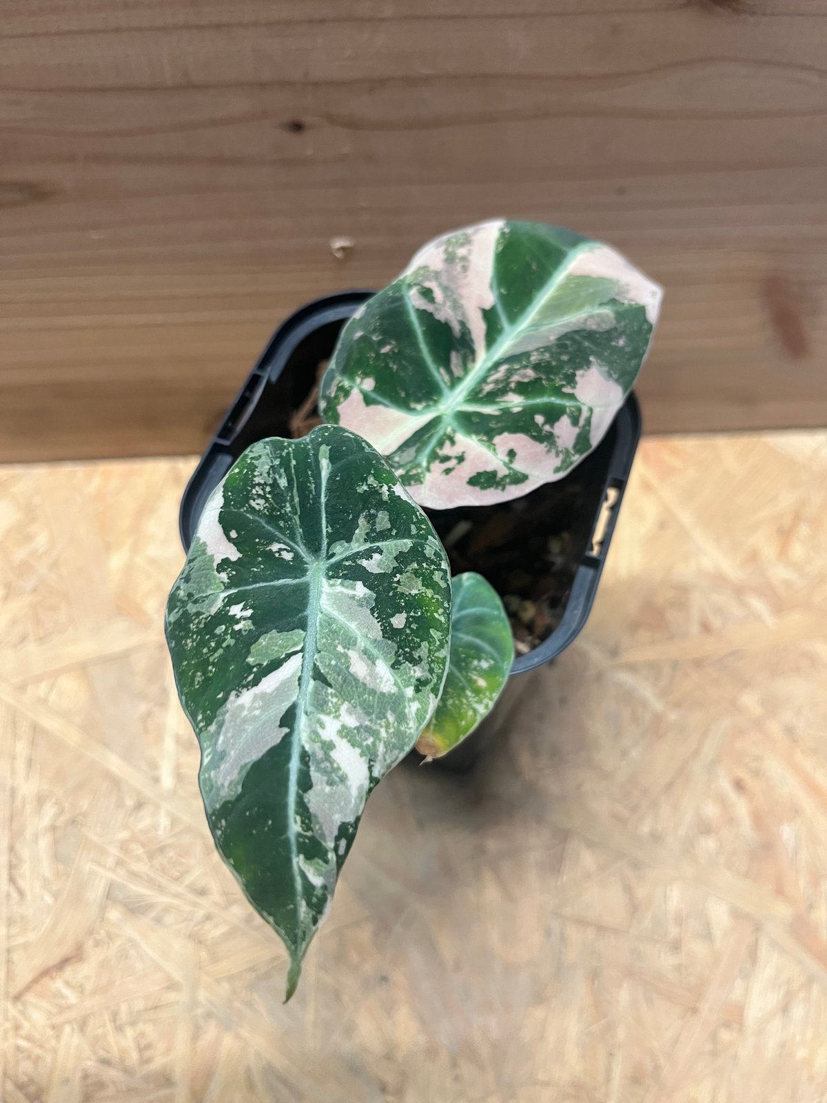 アロカシア ブラックベルベット ピンクバリエガータ | GREEN LUCK